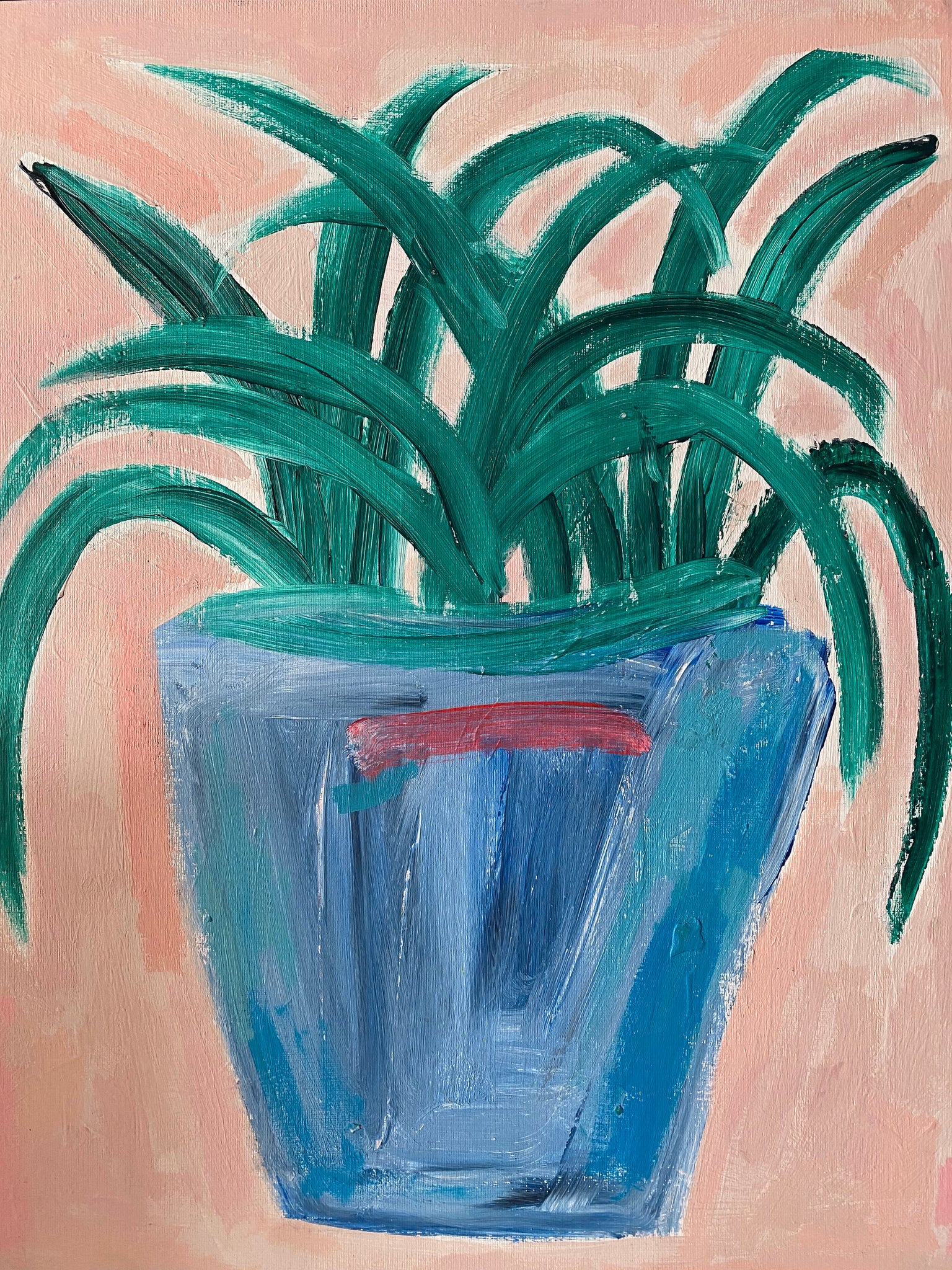 RUSTY - PINK SPIDER PLANT