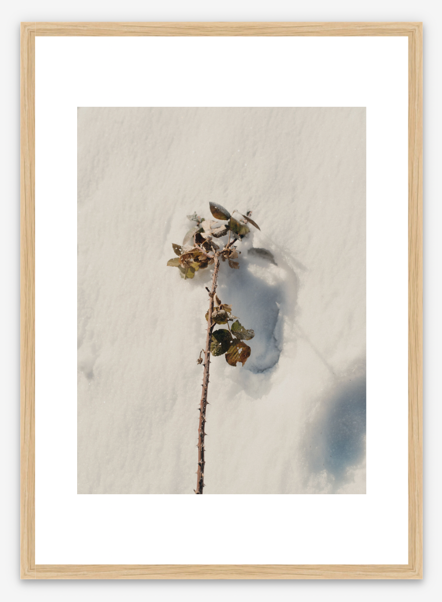 Charlotte Lapalus - WINTER 21